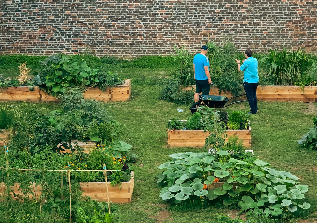 People tending to raised vegetable garden beds together